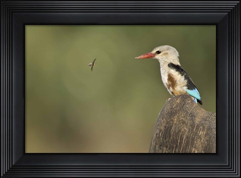 Framed Close-up of a Grey-Headed kingfisher (Halcyon leucocephala) and a bee, Kenya Print