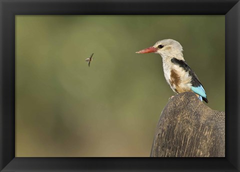 Framed Close-up of a Grey-Headed kingfisher (Halcyon leucocephala) and a bee, Kenya Print