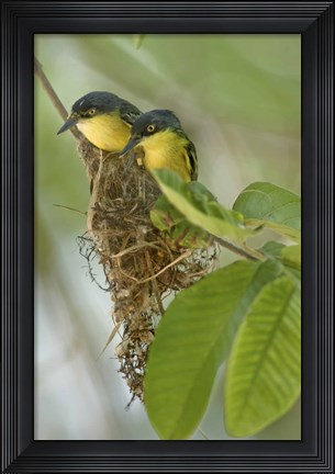 Framed Close-up of two Common Tody-Flycatchers (Todirostrum cinereum), Brazil Print