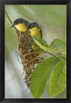 Framed Close-up of two Common Tody-Flycatchers (Todirostrum cinereum), Brazil Print