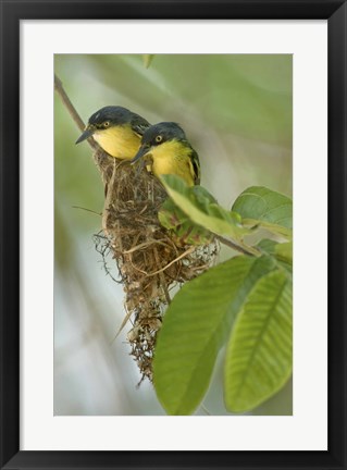 Framed Close-up of two Common Tody-Flycatchers (Todirostrum cinereum), Brazil Print