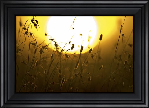 Framed Silhouette of grass at sunrise, Tanzania Print