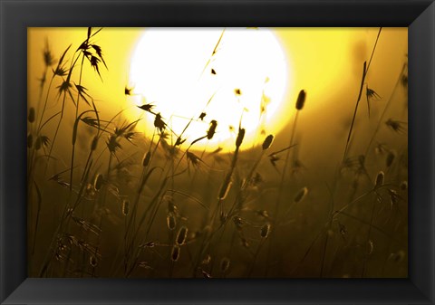 Framed Silhouette of grass at sunrise, Tanzania Print