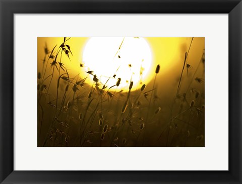 Framed Silhouette of grass at sunrise, Tanzania Print