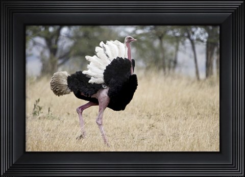 Framed Masai ostrich (Struthio camelus massaicus) in a forest, Tanzania Print