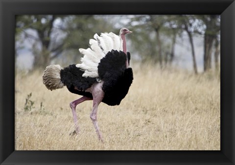 Framed Masai ostrich (Struthio camelus massaicus) in a forest, Tanzania Print