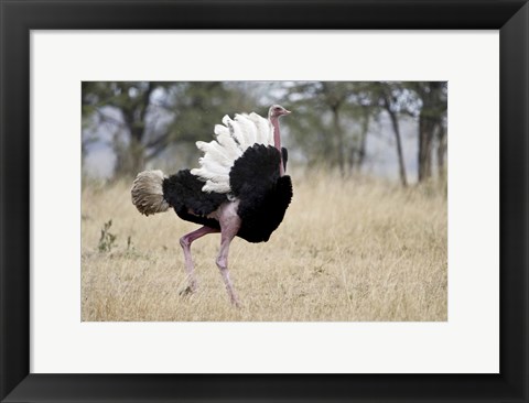 Framed Masai ostrich (Struthio camelus massaicus) in a forest, Tanzania Print