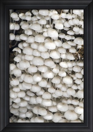 Framed Close-up of mushrooms, Madagascar Print