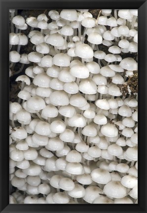 Framed Close-up of mushrooms, Madagascar Print