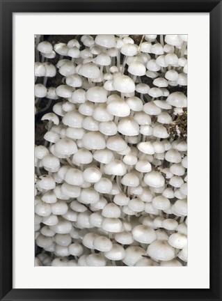 Framed Close-up of mushrooms, Madagascar Print