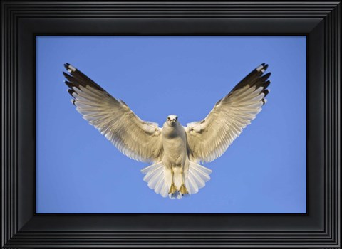 Framed Ring Billed Gull (Larus delawarensis) in flight, California, USA Print