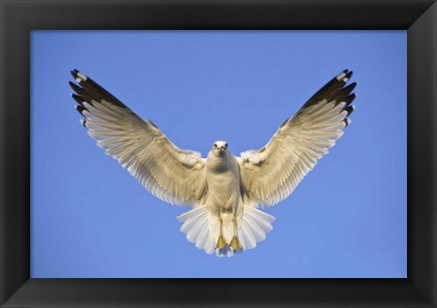 Framed Ring Billed Gull (Larus delawarensis) in flight, California, USA Print