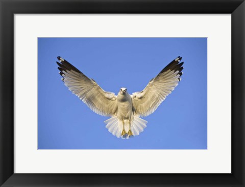 Framed Ring Billed Gull (Larus delawarensis) in flight, California, USA Print