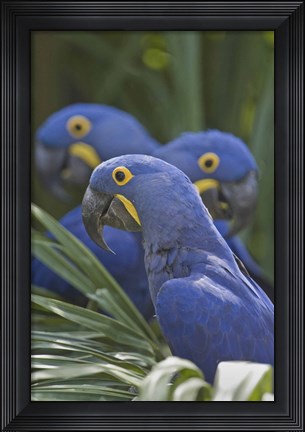 Framed Hyacinth macaws (Anodorhynchus hyacinthinus) perching on a branch, Brazil Print