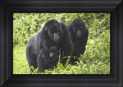 Framed Mountain gorillas (Gorilla beringei beringei) with baby, Rwanda Print