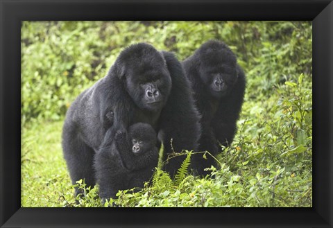 Framed Mountain gorillas (Gorilla beringei beringei) with baby, Rwanda Print