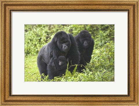 Framed Mountain gorillas (Gorilla beringei beringei) with baby, Rwanda Print