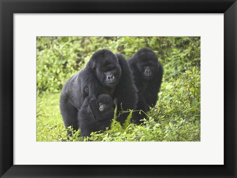 Framed Mountain gorillas (Gorilla beringei beringei) with baby, Rwanda Print