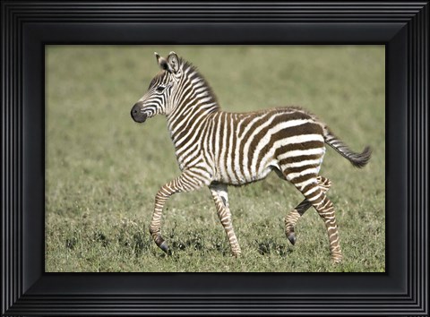 Framed Burchell&#39;s zebra (Equus quagga burchellii) colt walking, Tanzania Print