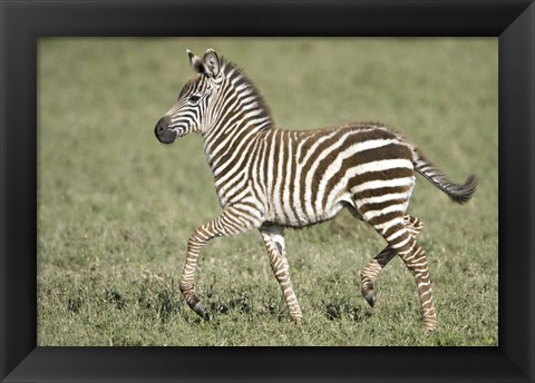 Framed Burchell&#39;s zebra (Equus quagga burchellii) colt walking, Tanzania Print