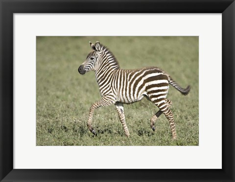 Framed Burchell&#39;s zebra (Equus quagga burchellii) colt walking, Tanzania Print