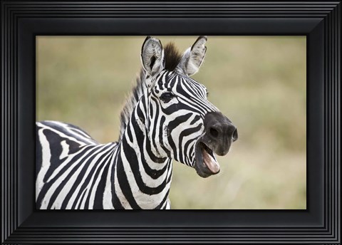 Framed Burchell&#39;s zebra (Equus quagga burchellii) smiling, Tanzania Print