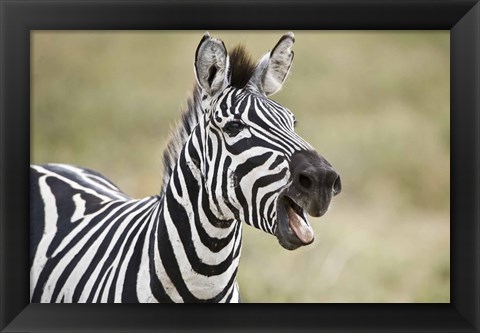 Framed Burchell&#39;s zebra (Equus quagga burchellii) smiling, Tanzania Print