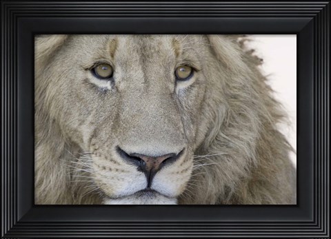 Framed Close-up of a male lion (Panthera leo), Tanzania Print