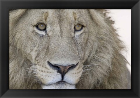 Framed Close-up of a male lion (Panthera leo), Tanzania Print