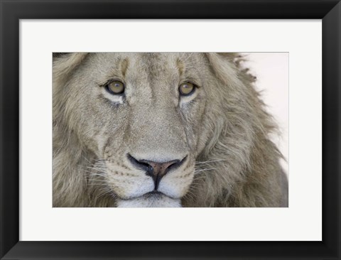 Framed Close-up of a male lion (Panthera leo), Tanzania Print