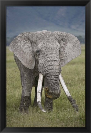 Framed African elephant (Loxodonta africana), Tanzania Print