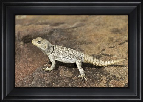 Framed Close-up of a lizard (Oplurus cyclurus), Madagascar Print