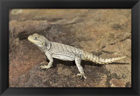 Framed Close-up of a lizard (Oplurus cyclurus), Madagascar Print