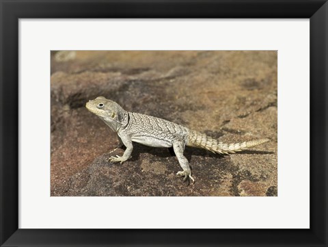 Framed Close-up of a lizard (Oplurus cyclurus), Madagascar Print