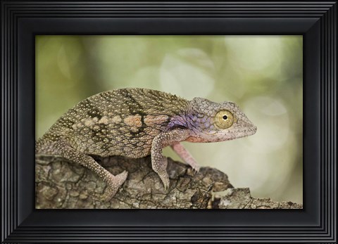 Framed Close-up of a chameleon on a branch, Madagascar Print