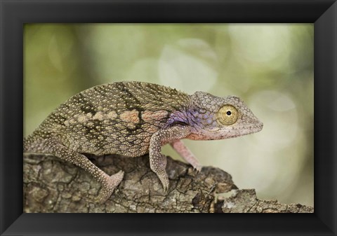 Framed Close-up of a chameleon on a branch, Madagascar Print