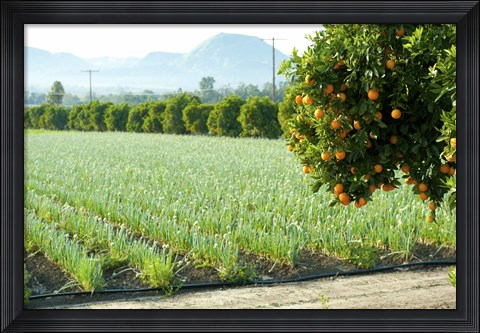 Framed Oranges on a tree with onions crop in the background, California, USA Print