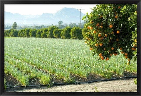 Framed Oranges on a tree with onions crop in the background, California, USA Print