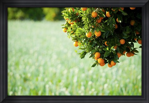 Framed Oranges on a Tree, Santa Paula, California Print
