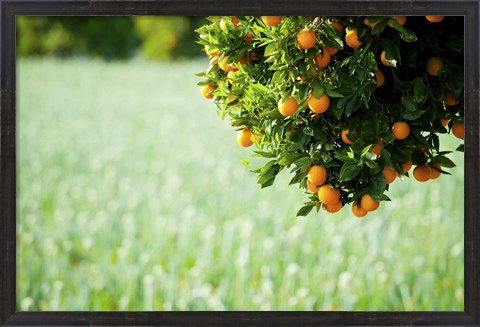 Framed Oranges on a Tree, Santa Paula, California Print