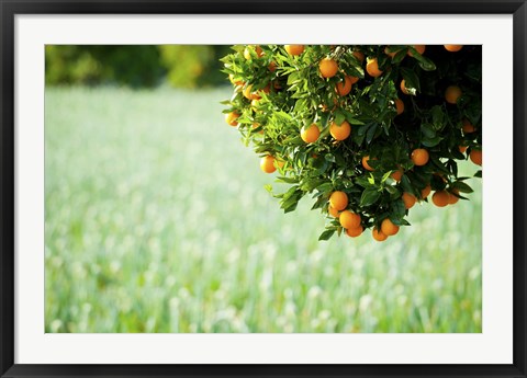 Framed Oranges on a Tree, Santa Paula, California Print