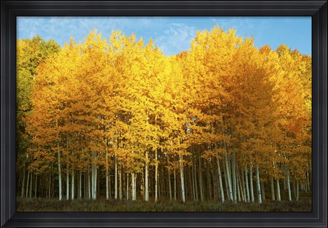 Framed Aspen trees in autumn, Last Dollar Road, Telluride, Colorado Print