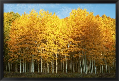 Framed Aspen trees in autumn, Last Dollar Road, Telluride, Colorado Print