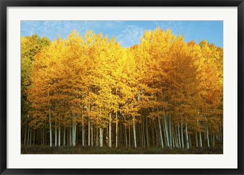 Framed Aspen trees in autumn, Last Dollar Road, Telluride, Colorado Print