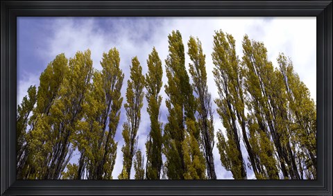Framed Low angle view of trees, Aspens, Estancia Punta Del Monte, Aysen Region, Patagonia, Chile Print