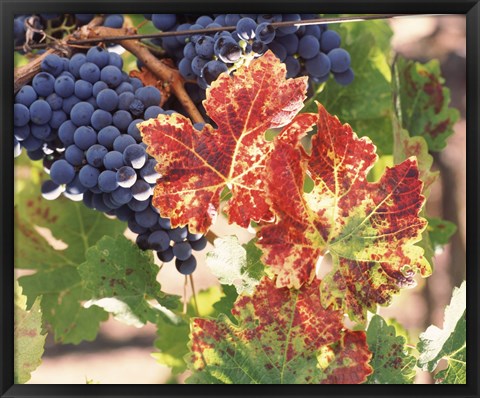 Framed Grapes on the Vine, Wine Country, California Print