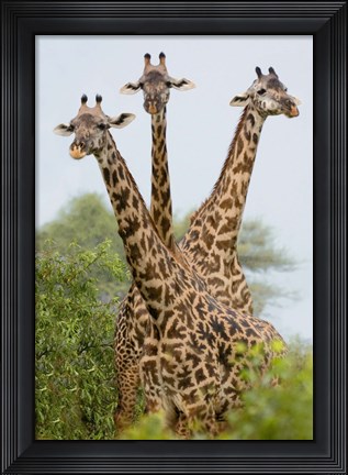 Framed Three Masai giraffe standing in a forest, Lake Manyara, Lake Manyara National Park, Tanzania Print