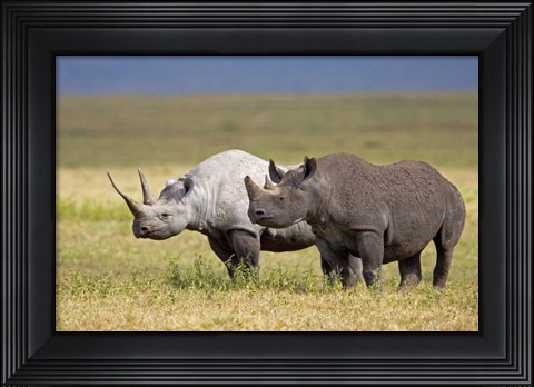 Framed Side profile of two Black rhinoceroses standing in a field, Ngorongoro Crater, Ngorongoro Conservation Area, Tanzania Print