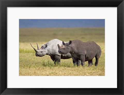 Framed Side profile of two Black rhinoceroses standing in a field, Ngorongoro Crater, Ngorongoro Conservation Area, Tanzania Print