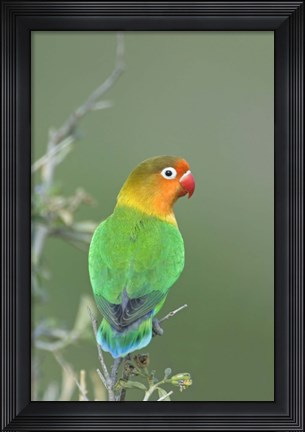 Framed Close-up of a Fischer's lovebird perching on a branch, Ngorongoro Conservation Area, Arusha Region, Tanzania Print